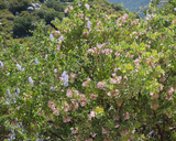 Pink-bracted Manzanita