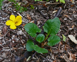 Chilean Yellow Violet