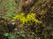 Sedum spathulifolium ssp. purdyi