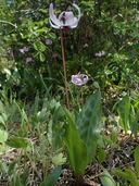 Photo of Erythronium hendersonii