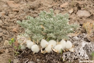 Astragalus purshii var. tinctus