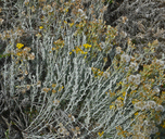 Senecio patagonicus