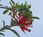 Chilean Firetree