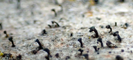 Spiral-spored Gilded-head Pin Lichen