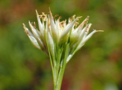 Photo of Rhynchospora alba