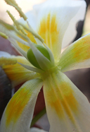 Photo of Erythronium oregonum