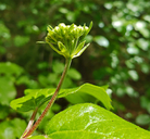 Viburnum ellipticum