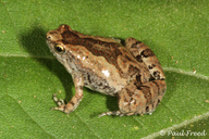 Terai Cricket Frog