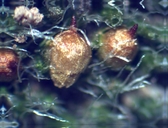 Photo of Jaffueliobryum raui