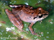 Chirping Robber Frog