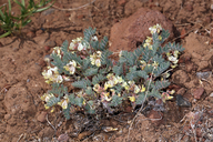 Astragalus pulsiferae var. coronensis