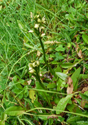 Gavilea australis