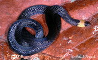 Gray Ground Snake