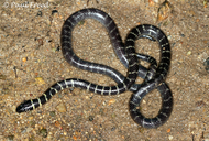 Cantor's Water Snake
