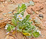 Oreocarya humilis