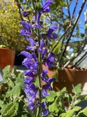 Salvia transylvanica