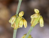 Eriogonum brachyanthum