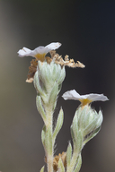 Euploca confertifolia