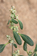Chenopodium littoreum