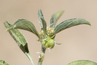 Argythamnia serrata