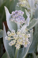 Asclepias vestita