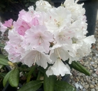 Rhododendron yakushimanum x rhododendron smirnovii