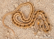 Amphiesma stolatum