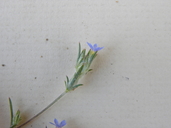 Eriastrum calocyanum