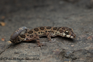 Giri's Geckoella