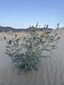 Astragalus lentiginosus var. micans