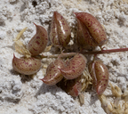 Astragalus lentiginosus var. sesquimetralis