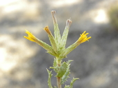 Hazardia stenolepis