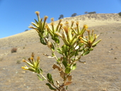 Hazardia stenolepis