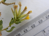 Hazardia stenolepis