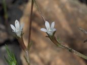 Githopsis diffusa ssp. filicaulis