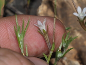 Githopsis diffusa ssp. filicaulis
