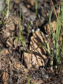 Githopsis diffusa ssp. filicaulis