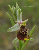 Ophrys pinguis