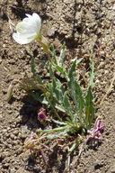 Oenothera californica