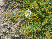 Acmispon tomentosum