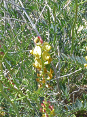 Astragalus douglasii var. perstrictus