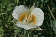 Calochortus apiculatus