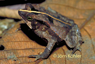 Rhinella stanlaii