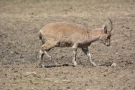Capra aegagrus