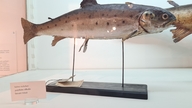 Sevan Trout