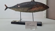 Scomber colias