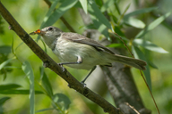 Vireo bellii pusillus