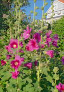 Common Hollyhock