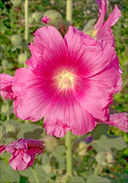 Alcea rosea