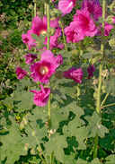 Alcea rosea